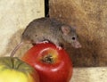 House Mouse, mus musculus standing on Apple Royalty Free Stock Photo