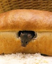 House Mouse, mus musculus standing in Bread Royalty Free Stock Photo