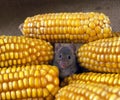 House Mouse, mus musculus standing in Corn cobs Royalty Free Stock Photo