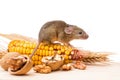 House mouse (Mus musculus) with walnut and corn