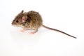 House mouse Mus musculus on white background Royalty Free Stock Photo