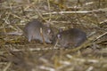 House mouse, musculus domesticus