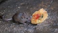 The house mouse is a small mammal of the order Rodentia.