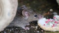 The house mouse is a small mammal of the order Rodentia, Slow motion.