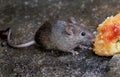 House mouse feeding on cake in winter in urban house garden.