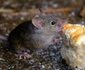 The house mouse is a small mammal of the order Rodentia. Royalty Free Stock Photo