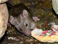 The house mouse is a small mammal of the order Rodentia.