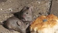 The house mouse is a small mammal of the order Rodentia.