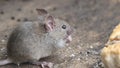 The house mouse is a small mammal of the order Rodentia.