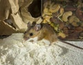 House mouse in the spotlight, caught standing in flour in a kitchen cabinet. Royalty Free Stock Photo