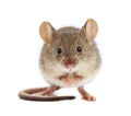 House mouse standing (Mus musculus) Royalty Free Stock Photo