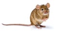 House mouse standing (Mus musculus) Royalty Free Stock Photo