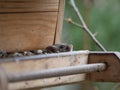 House mouse steals birdseed in a birdhouse