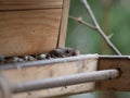 House mouse steals birdseed in a birdhouse