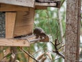 House mouse steals birdseed in a birdhouse Royalty Free Stock Photo