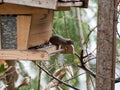 House mouse steals birdseed in a birdhouse