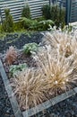 Winter frost on front yard decorative grass Royalty Free Stock Photo