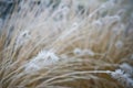 Winter frost on front yard decorative grass