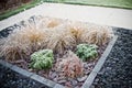 Winter frost on front yard decorative grass