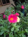 Red color beautiful small flowers in house