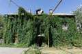 House is overgrown with green ivy. House covered with green plant of grape. Royalty Free Stock Photo