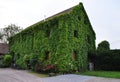 House overgrown with green ivy, SÃ©lestat France Royalty Free Stock Photo