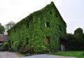 House overgrown with green ivy, SÃ©lestat France