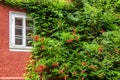 House overgrown with ivy, beautiful exterior covered by green plants and flowers Royalty Free Stock Photo