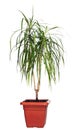 House palm (Dracaena marginata)