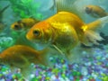 A house pet fish. goldfish Royalty Free Stock Photo