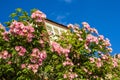 A house with pink climbing roses Royalty Free Stock Photo