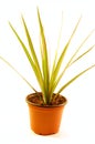 House plant