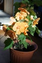 House plant of abutilon hybridum ÃÂ«canary birdÃÂ» with orange flower in pot