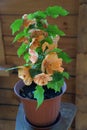 House plant of abutilon hybridum ÃÂ«canary birdÃÂ» with orange flower in pot