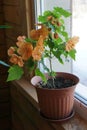 House plant of abutilon hybridum ÃÂ«canary birdÃÂ» with orange flower in pot