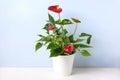 House plant Anthurium Royalty Free Stock Photo