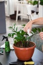 House Plant care and urban jungle garden concept. Home gardener taking care of Zamioculcas. Hands clean green leaves and spraying Royalty Free Stock Photo