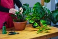 House Plant care and urban jungle garden concept. Home gardener taking care of Zamioculcas. Hands clean green leaves and spraying Royalty Free Stock Photo