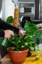 House Plant care and urban jungle garden concept. Home gardener taking care of Zamioculcas. Hands clean green leaves and spraying Royalty Free Stock Photo