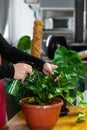 House Plant care and urban jungle garden concept. Home gardener taking care of Zamioculcas. Hands clean green leaves and spraying Royalty Free Stock Photo