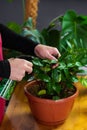 House Plant care and urban jungle garden concept. Home gardener taking care of Zamioculcas. Hands clean green leaves and spraying Royalty Free Stock Photo