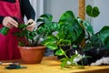 House Plant care and urban jungle garden. Home gardener, clean leaves of Zamioculcas and spraying water on indoor plant. Interior Royalty Free Stock Photo