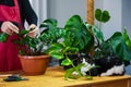 House Plant care and urban jungle garden. Home gardener, clean leaves of Zamioculcas and spraying water on indoor plant. Interior Royalty Free Stock Photo