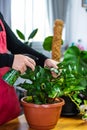 House Plant care and urban jungle garden. Home gardener, clean leaves of Zamioculcas and spraying water on indoor plant. Interior Royalty Free Stock Photo