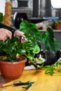 House Plant care and urban jungle garden. Home gardener, clean leaves of Zamioculcas and spraying water on indoor plant. Interior Royalty Free Stock Photo