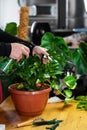 House Plant care and urban jungle garden. Home gardener, clean leaves of Zamioculcas and spraying water on indoor plant. Interior Royalty Free Stock Photo