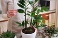 house plant care - Woman touches Potted Zamioculcas House plant leaves