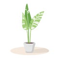 House plant in ceramic pot. Abstract tropical plant with large leaves for modern interior. Potted plant for office or