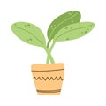 House plant in ceramic pot in hand drawn cartoon flat style. Vector illustration of indoor herb