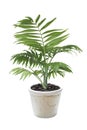 House plant Chamaedorea in a flower pot Royalty Free Stock Photo